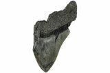 4.27" Partial, Fossil Megalodon Tooth - South Carolina - #170609-1